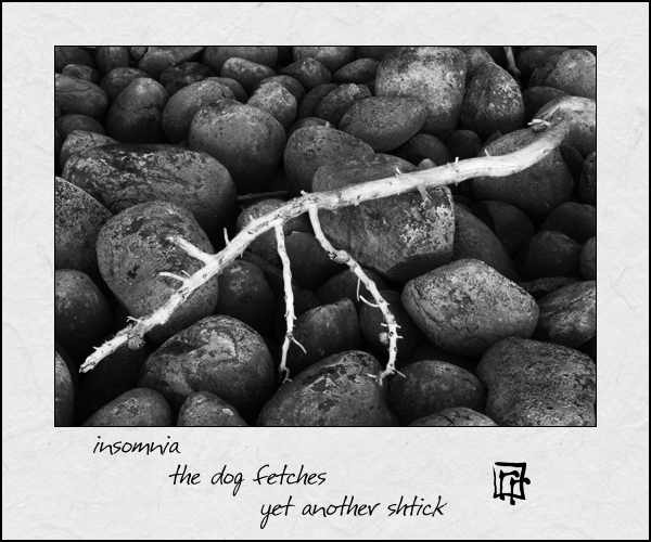 'insomnia / the dog fetches / yet another stick' by Ray Rasmussen