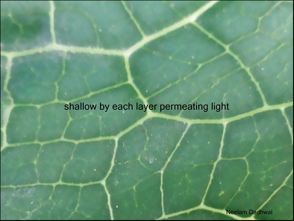 'shallow by each layer permeating light' by Neelam Dadwall