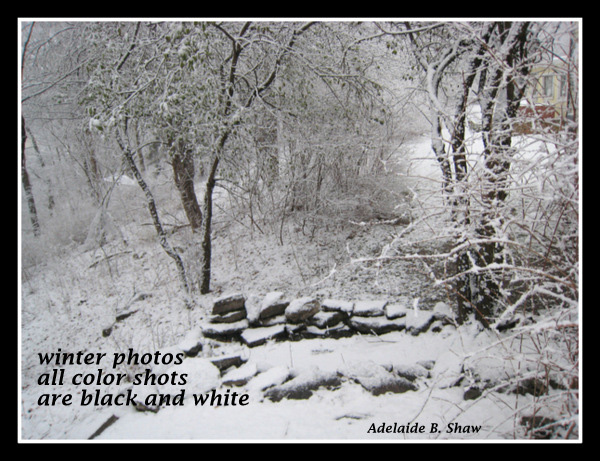 'winter photos / all color shots / are black and white' by Adelaide Shaw