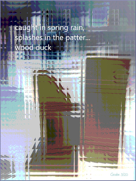 'caught in spring rain, / splashes in the patter... / wood duck' by Richard Grahn