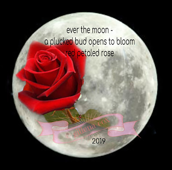 'ever the moon— / a plucked bud opens to bloom / red petaled rose' by Gillena Cox