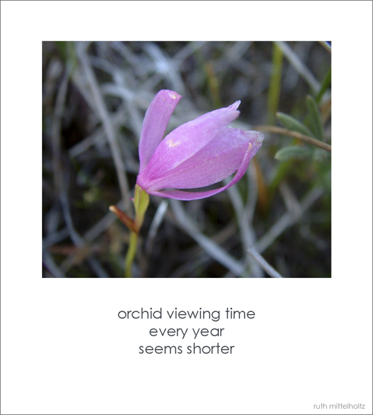 'orchid viewing time / every year / seems shorter' by Ruth Mittelholtz.