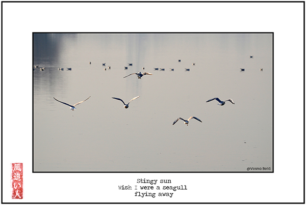 'stingy sun / wish I were a seagull / flying away' by Damir Damir