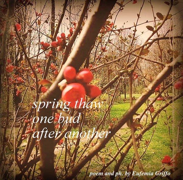 'spring thaw / one bud / after another' by Eufemia Griffo