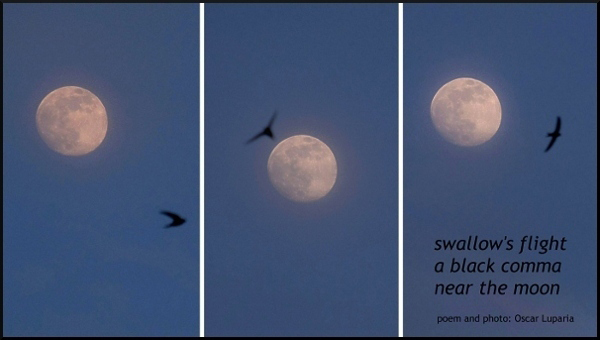 'swallow's flight / a black comma / near the moon' by Oscar Luparia