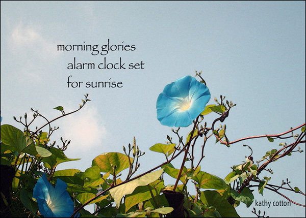 'morning glories / alarm clock set / for sunrise' by Kathy Cotton
