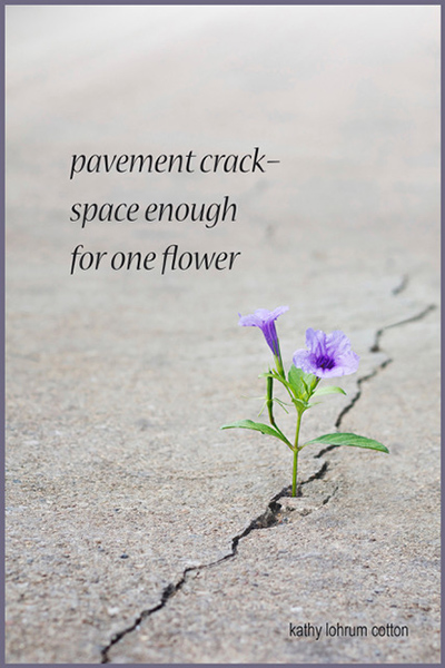 'pavement crack— / space enough  / for one flower' by Kathy Cotton