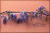 "absence... / wisteria in bloom / decorates home' by Nazarena Rampini