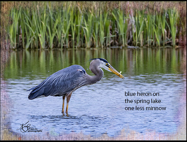 'bue heron on / the spring lake / one less minnow' by Kim Sosin