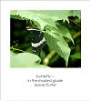 "butterfly— / in the shaded glade / leaves flutter' by Ruth Mittelholtz