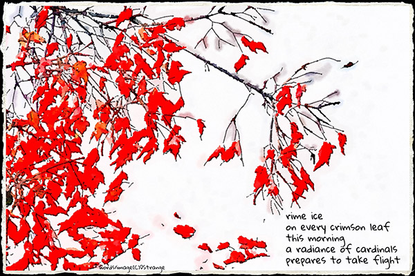 'rime ice / on every crimson leaf / this morning / a radiance of cardinals / prepares to take flight' by Debbie Strange. Tanka frst published in Gusts 31, Spring/Summer 2020