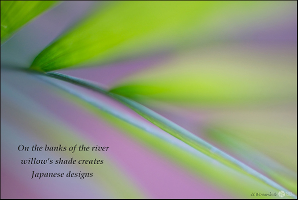'on the banks of the river / willow's shade creates / Japanese designs' by Urszula Winnarska. Art by Raul Canto
