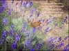 'lavender blossoms / scattering on the wind...  / which one holds / the yesterday dream  / of a butterfly?' by Steliana Voicu