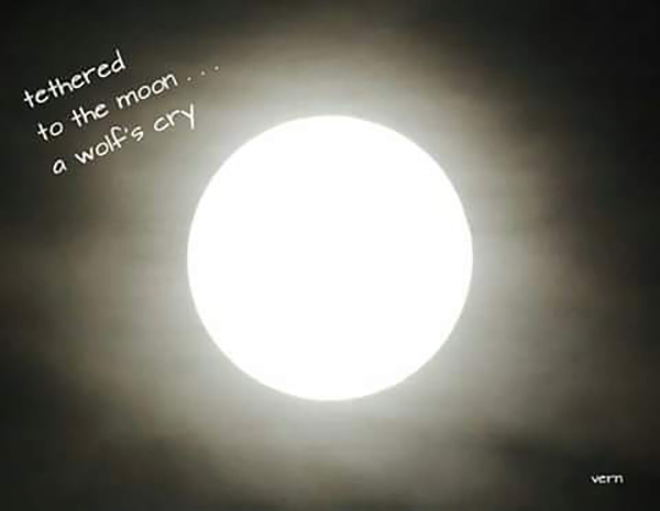 'tethered / to the moon... / a wolf's cry' by Veronika Novak