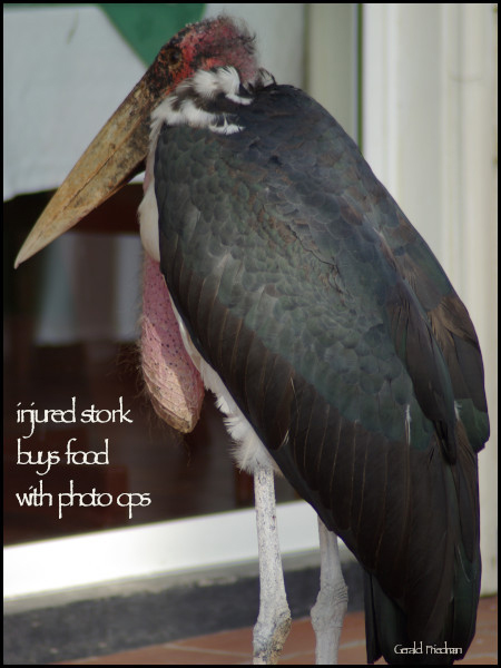'injured stork / buys food / with photo ops' by Gerald Friedman