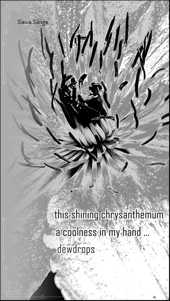 'the shining chrysanthemum / a coolness in my hand... / dewdrops' by Slawa Sibiga
