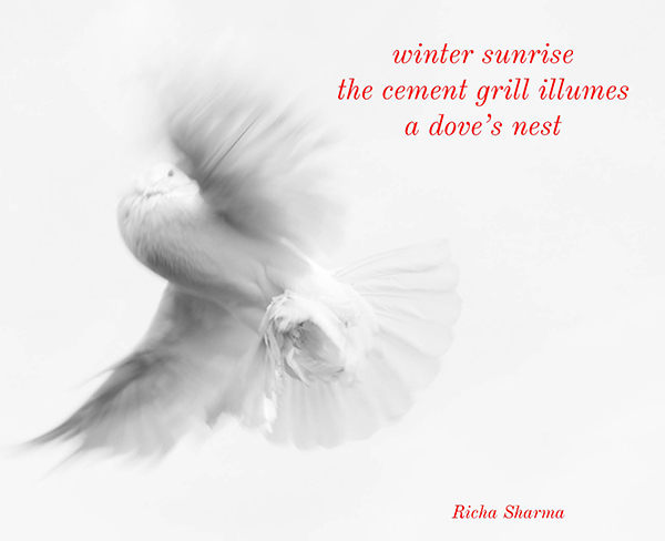 'winter sunrise / the cement grill illumines / a dove's nest' by Richa Sharma.  Haiku first published in Wales Haiku Journal Winter, January 2020