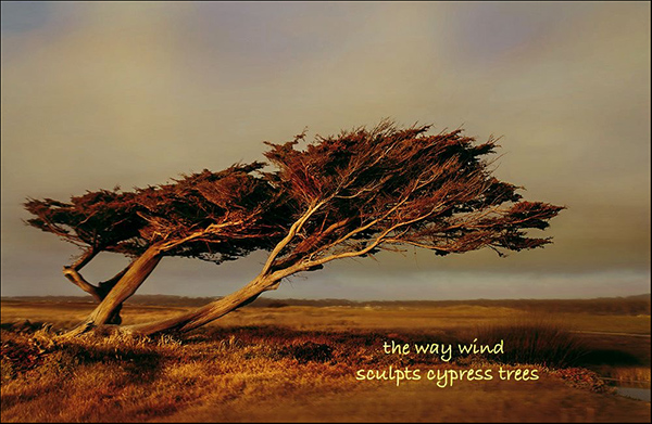 'the way wind / sculpts cypress trees" by Dan Campbell