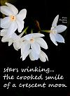 'stars winking... / the crooked smile / of a crescent moon' by Dian Reed