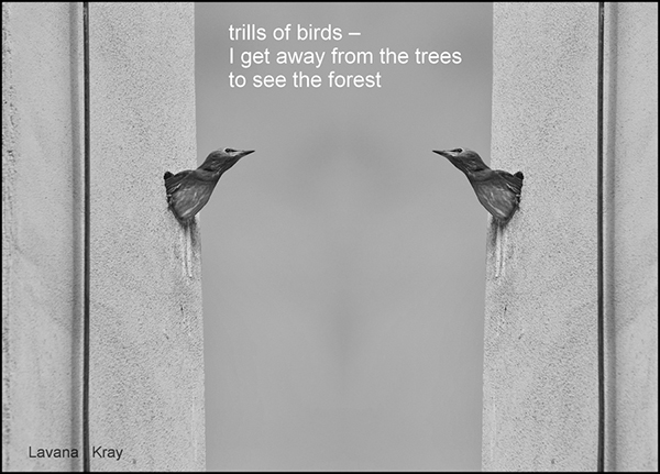 'trills of birds— / I get away from the trees / to see the forest' by Lavana Kray