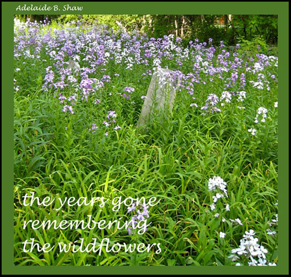 'the years gone / remembering / the wildflowers' by Adelaide Shaw