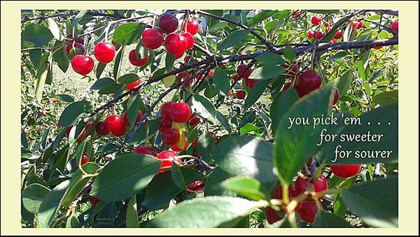 'you pick 'em... / for sweeter / for sourer' by Maxianne Berger