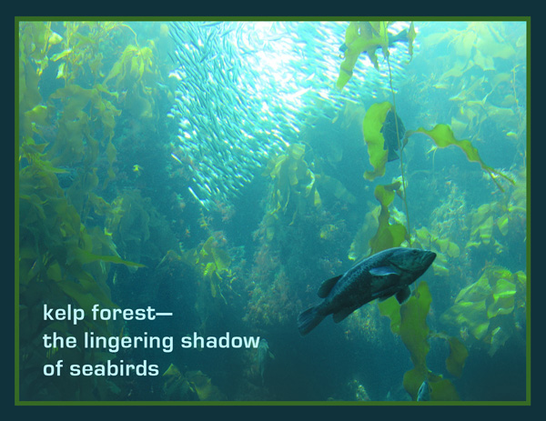 'kelp forest / the lingering shadow / of seabirds' by Nicole Pakan.