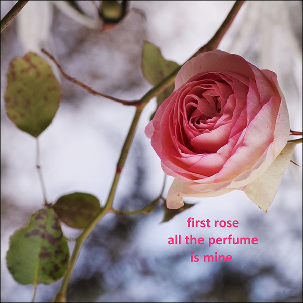 'first rose / all the perfume / is mine' by Hassane Zemmouri