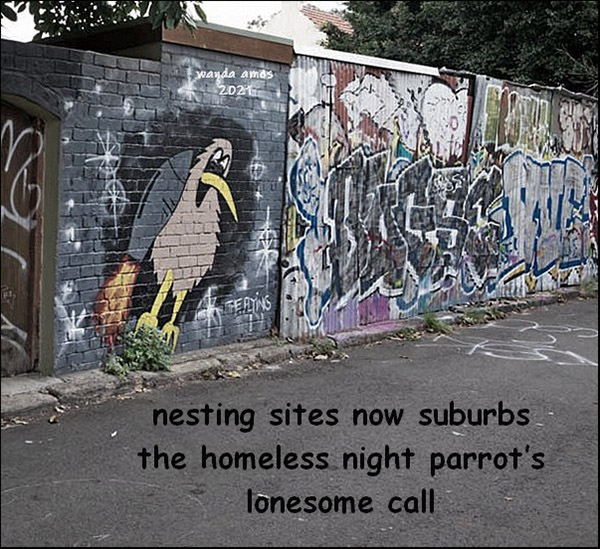 'nesting sites now suburbs / the homeless night parrot's / lonesome call" by Wanda Amos