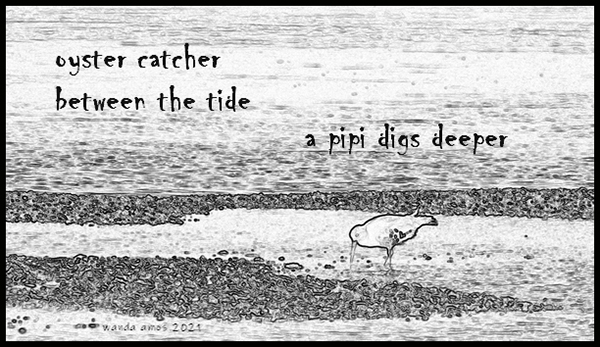 'oyster catcher / between the tide— / a pipi digs deeper' by Wanda Amos