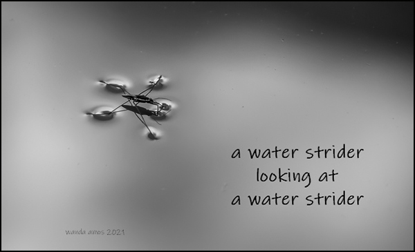 "a water strider / looking at / a waterstrider' by Wanda Amos