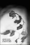 'autumn storm / the rose blooms / in black and white' by Vladislav Hristov