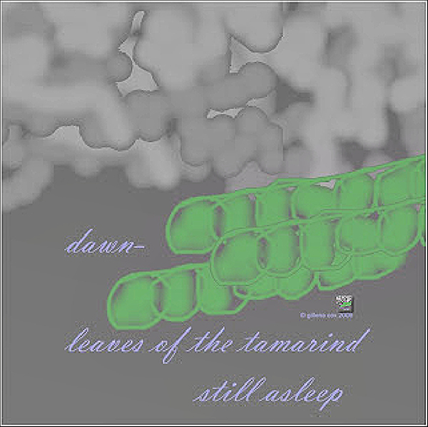 'dawn / leaves of the tamarind /  still asleep' by Gilliana Cox