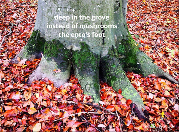'deep in the grove / instead of mushrooms / the epto's foot' by Grozdana Draskovic