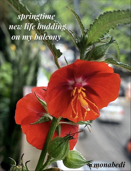 'springtime /new life budding/ on my balcony' by Mona Bedi