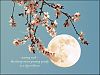 'evening rush— / the cherry moon growing quietly / in a sky in bloom" by Steliana Voicu