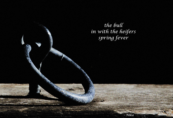 'the bull / in with the heifers / spring fever' by Nika