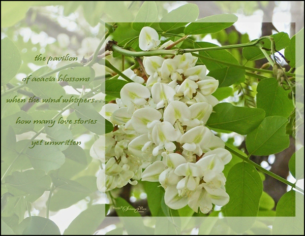 'the pavilion / of acacia blossoms / when the wind whispers... / how many love stories / yet unwritten' by Steliana Voicu