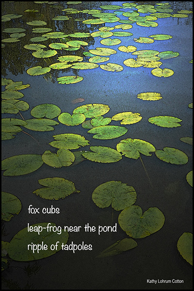 'fox cubs / leap-frog near the pond / ripple of tadpoles' by Kathy Cotton