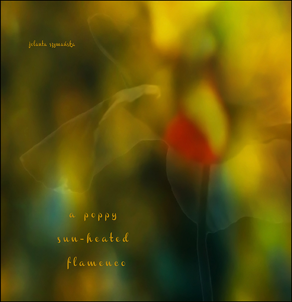 'a poppy / sun-heated / flamenco' by Jolanta Szymanska.  Art by Eugeniusz Zacharski