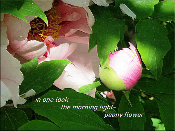 'in one look / the morning light— / peony flower' by Angiola Ingolese