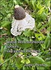 'bridal veil mushroom / spores / say yes to the flies' by James Penha