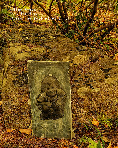 'fallen green / from the tree / spared the pecking of birds' by Christopher Seep