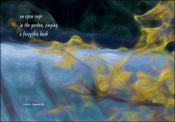 'an open cage / in the garden, singing / a forsythia bush' by Jolanta Szymanska
