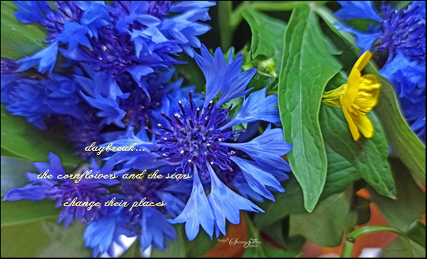'daybreak... / the cornflowers and the stars / change their places' by Steliana Voicu. Haiku first published in Autumn Moon 5-2, 2022
