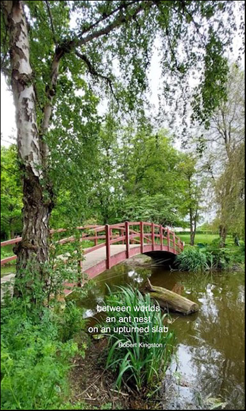 'between worlds / an ant nest / on an upturned slab' by Robert Kingston