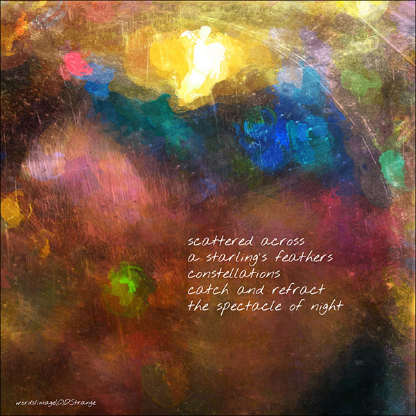 'scattered across / a starling's feathers / constellations /  catch and refract / the spectacle of night' by Debbie Strange.  Tanka first published in Ribbons 18.3, 2022