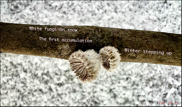 'white fungi on snow / the first accumulation / winter stepping up" by Paul Zalewski