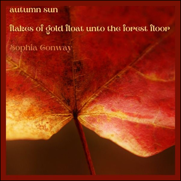 'autumn sun / flakes of gold float unto the forest floor' by Sophia Conway