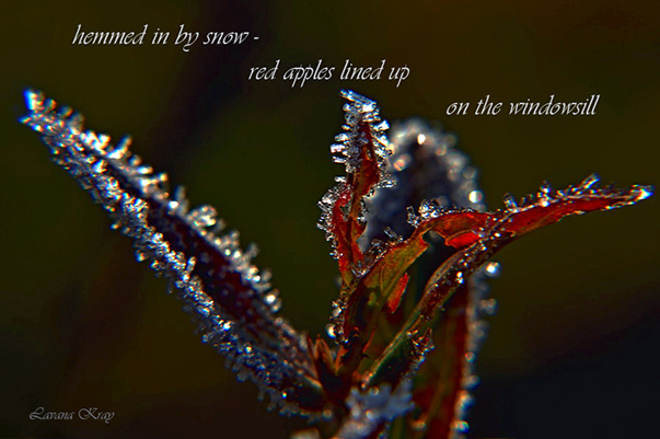 'hemmed in by snow / red apples lined up / on the windowsill' by Lavana Kray